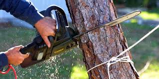 How Our Tree Care Process Works  in  Bellerose Terrace, NY