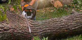 Soil Testing and Treatment in Bellerose Terrace, NY