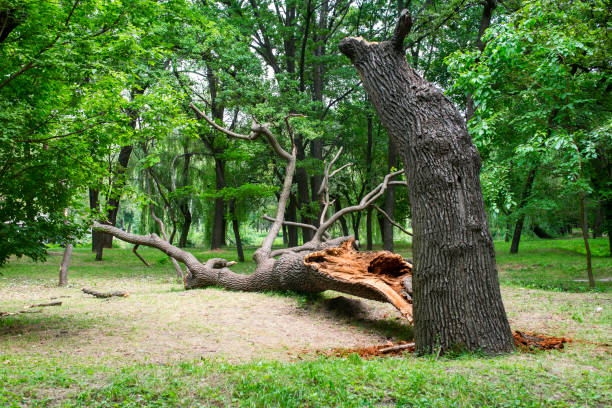 Mulching Services in Bellerose Terrace, NY