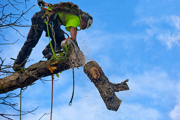 Professional Tree Care in Bellerose Terrace, NY